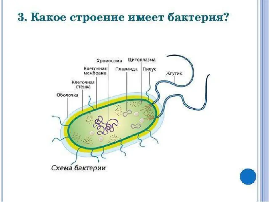 Рисунок бактерии с подписями