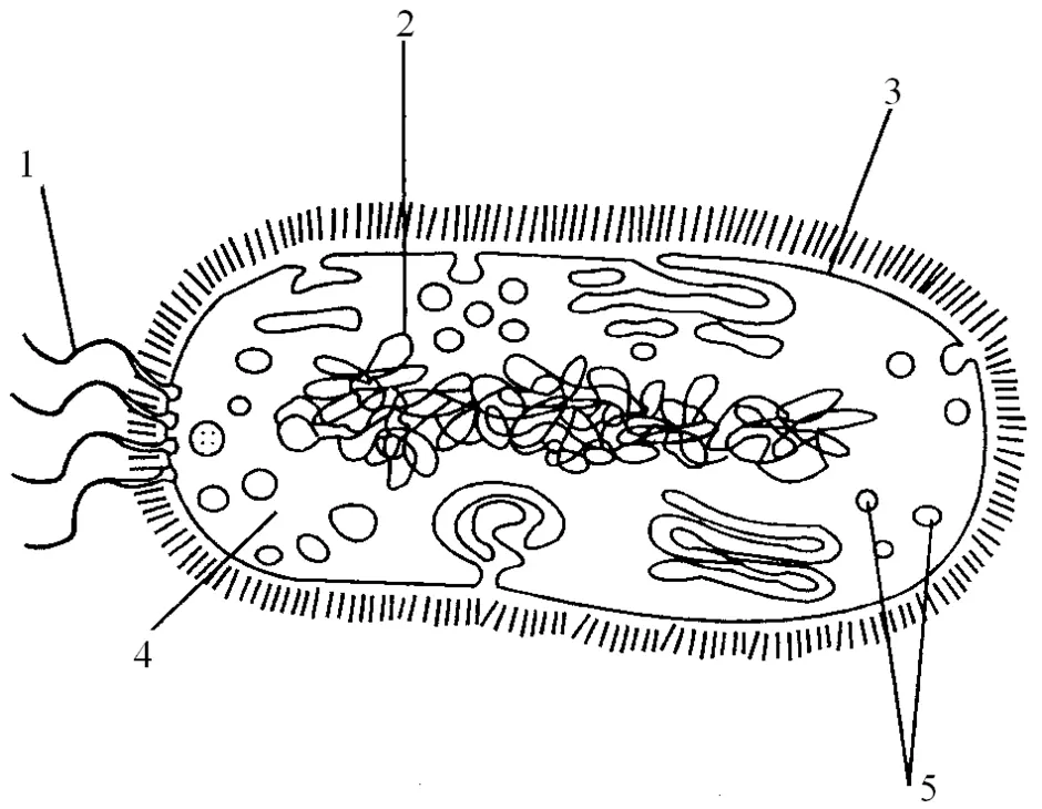 Как нарисовать бактерию по биологии 5 класс