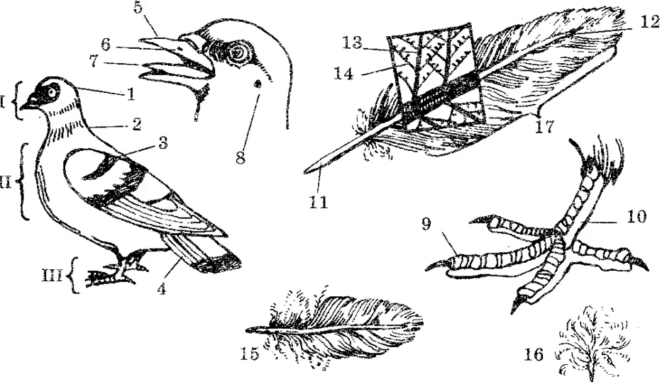 Строение птицы картинка