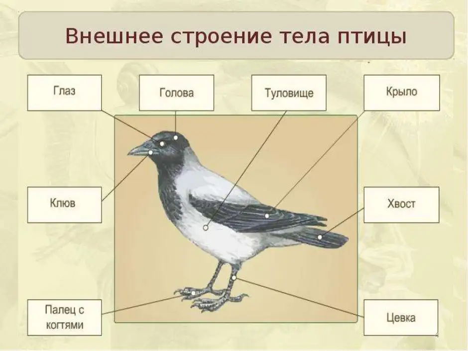 Картинка строение птицы 1 класс