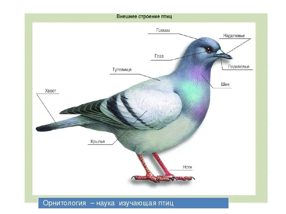 Строение птицы картинка