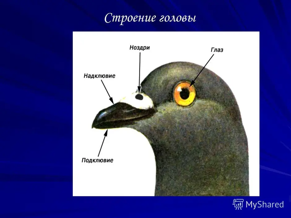 Строение голубя картинка