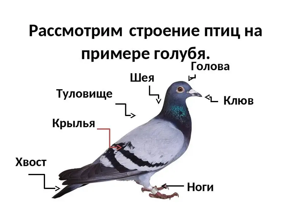 Найдите фотографию какого либо насекомого или птицы рассмотрите изображение какие части