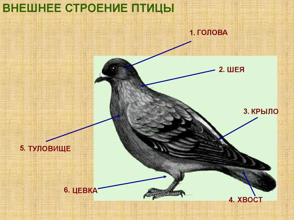 Строение птицы картинка