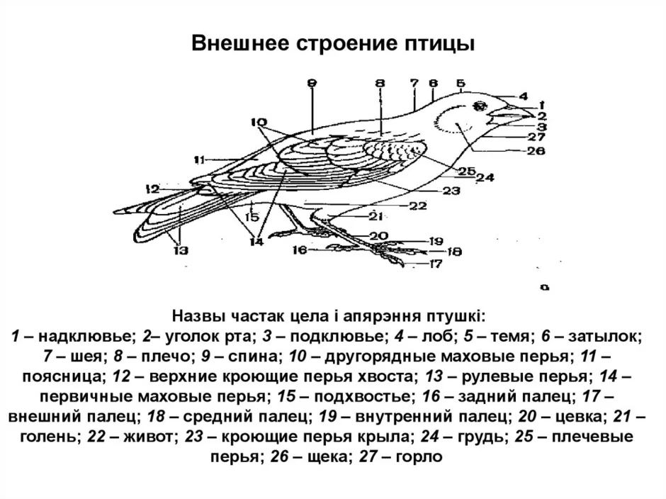 Зарисуйте схему внешнего строения птицы подпишите основные части