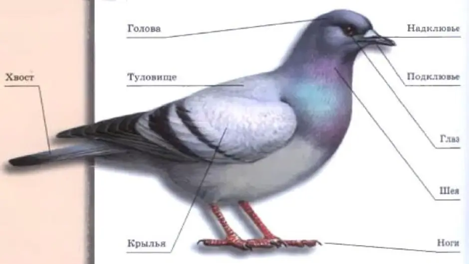 Форма и размеры головы птицы. Строение птицы. Внешнее строение птиц. Схема внешнего строения птицы. Части тела голубя.