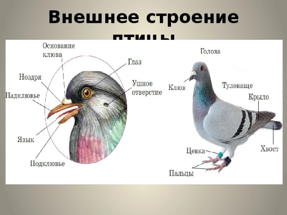 Зарисуйте схему внешнего строения птицы