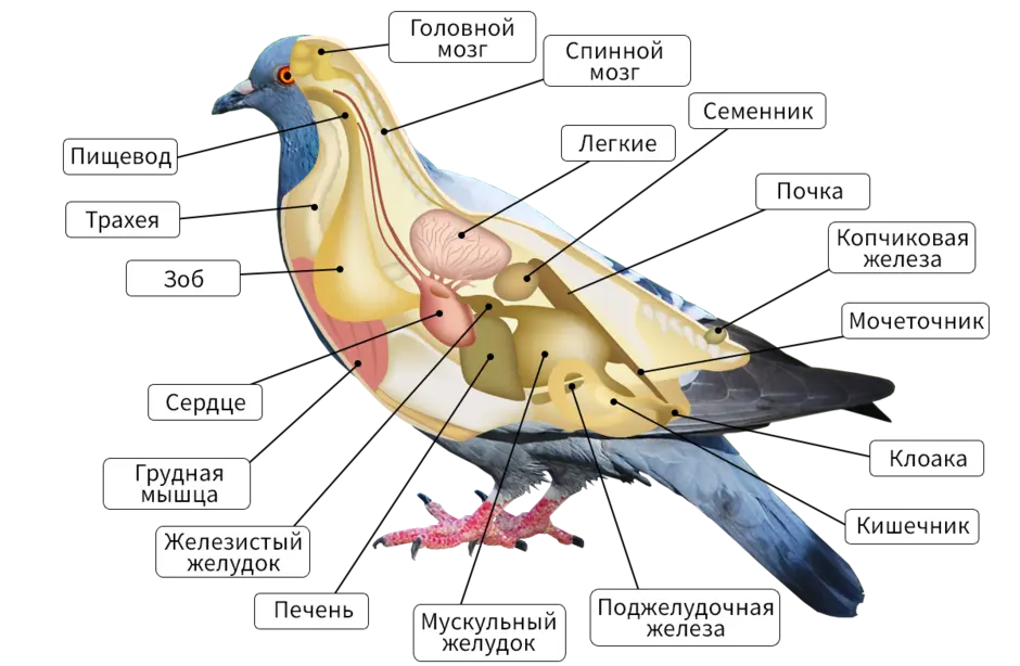 Внутреннее строение птицы биология 7 класс рисунок