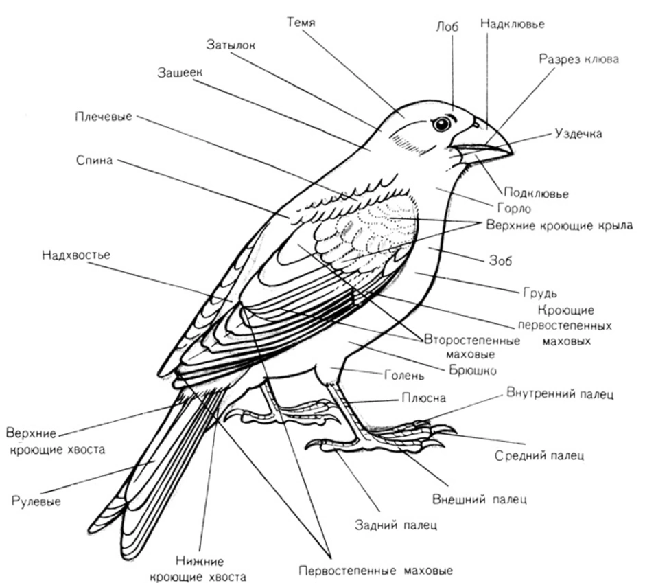 Характеристика внешнего строения птицы. Внешнее строение птиц. Внешнее строение птицы рисунок. Внешнее строение голубя. Основные отделы тела птицы.