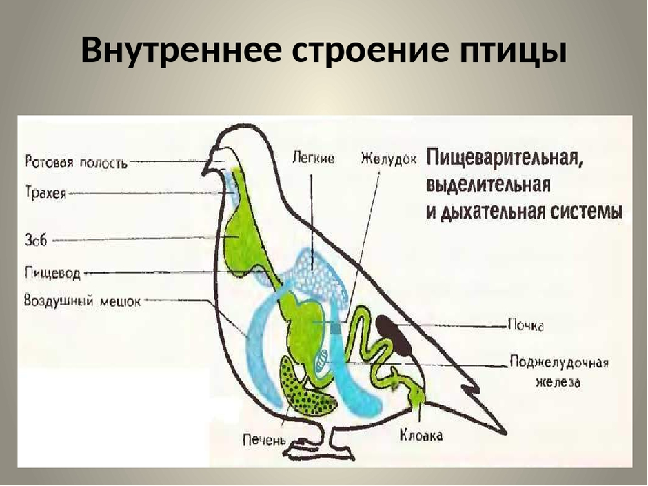 Зарисуйте схему внешнего строения птицы подпишите основные части