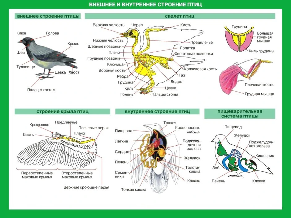 Рисунок внутреннее строение птицы 7 класс