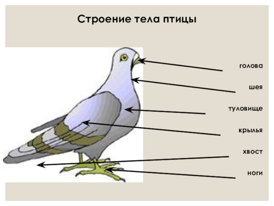 Части тела птицы схема для дошкольников