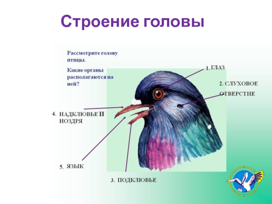 Схема внешнего строения птицы 7 класс