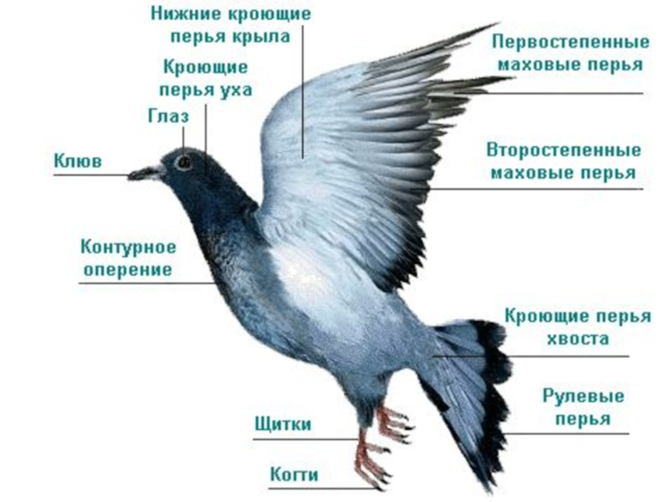 Используя рисунок 61 составьте план сообщения о внутреннем строении птиц