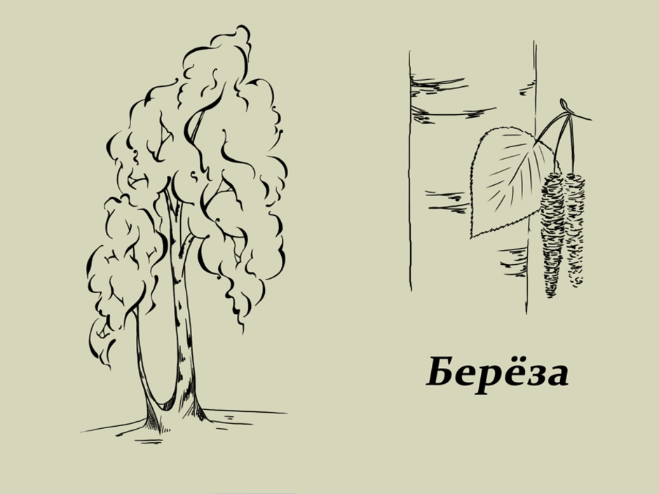 Береза рисунок карандашом 1 класс