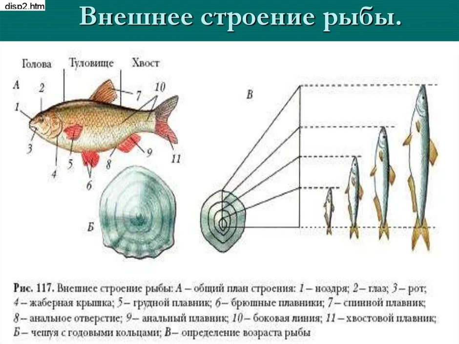 Внешнее строение рыбы рисунок биология 7 класс