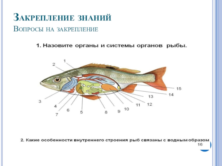 Урок класс рыбы 7 класс. Внутреннее строение рыбы 7 класс биология. Внутреннее строение рыбы 7 класс. Конспект по биологии внутреннее строение рыб 7 класс. Внутреннее строение рыбы 7 класс по биологии.