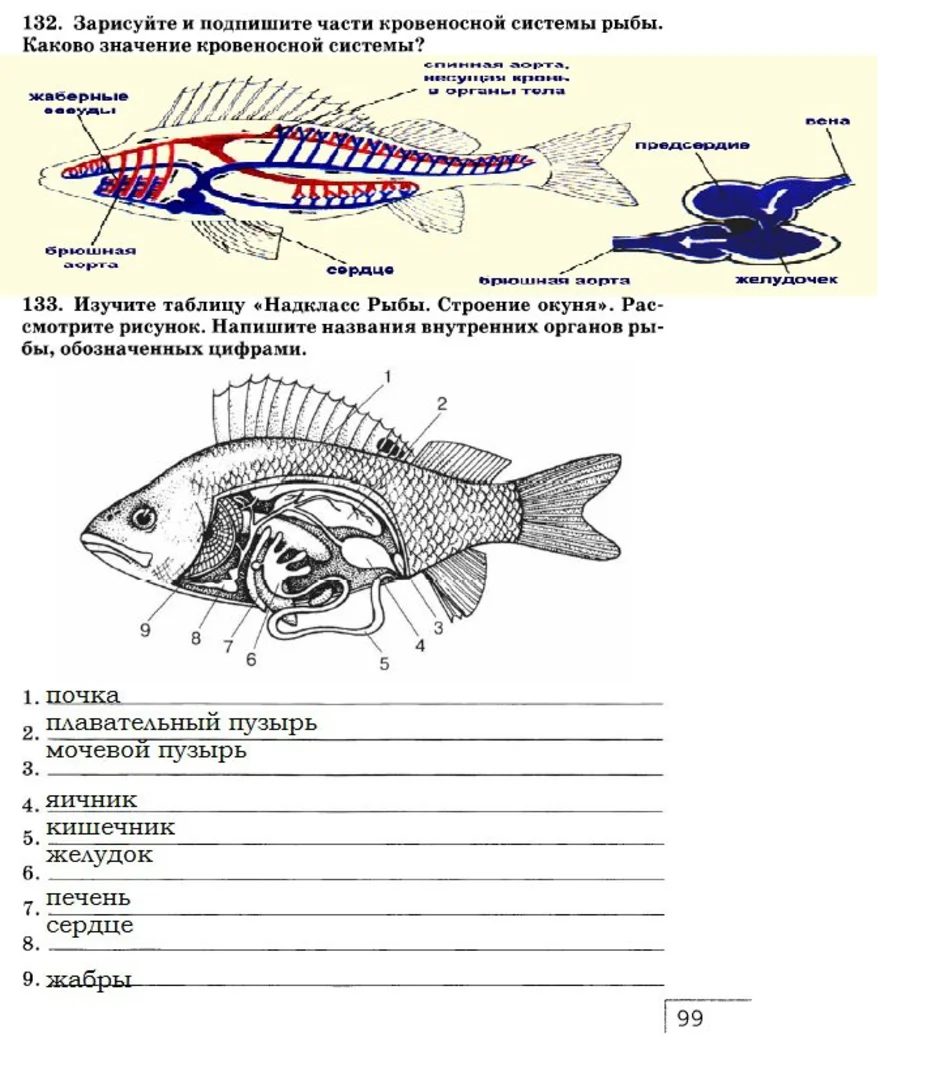 Рисунок внутреннее строение рыбы 7 класс