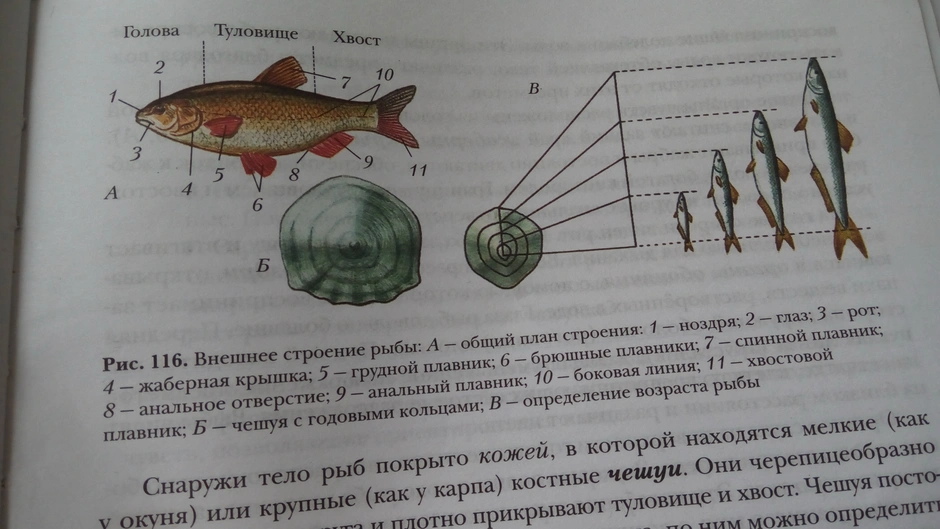 Внешнее строение рыбы 7 класс рисунок