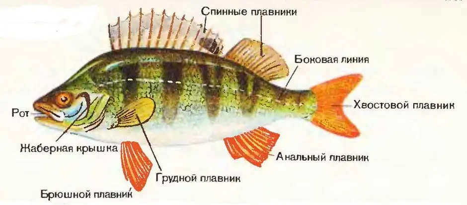 Схема внешнего строения рыбы