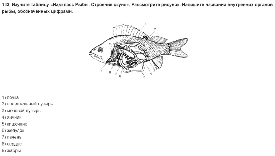 Строение рыбы схема внутренние органы. Схема органов рыбы биология 7 класс. Внутреннее строение рыбы рисунок биология.