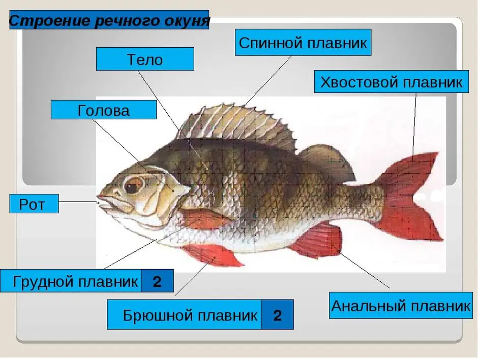 Внешнее строение рыбы рисунок с подписями