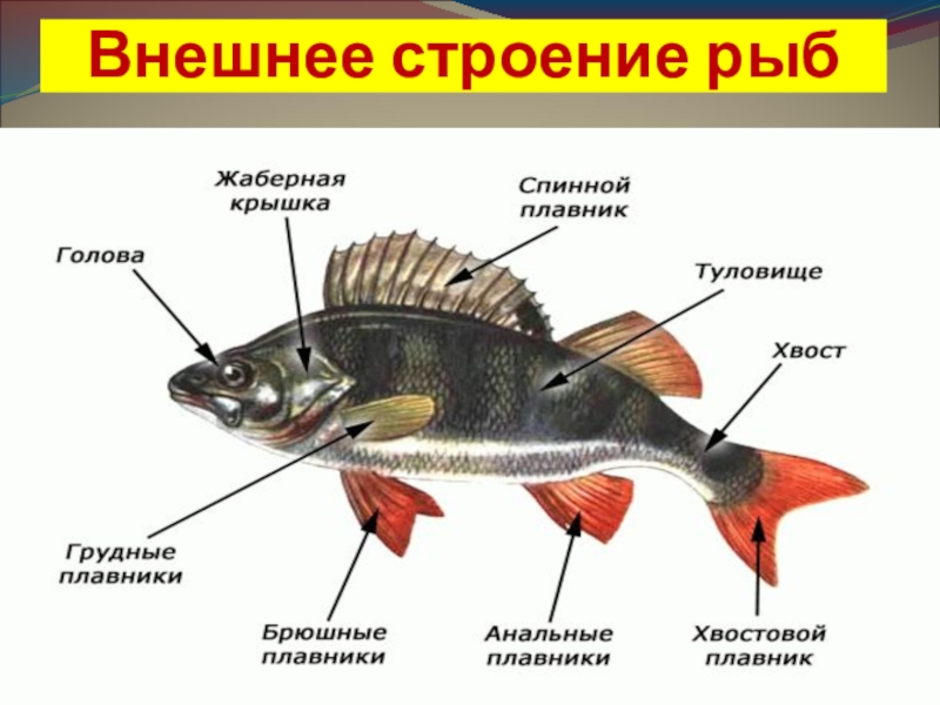 Какая система органов изображена на рисунке 7 класс рыба