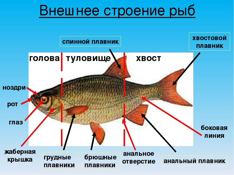 Строение рыбы картинка