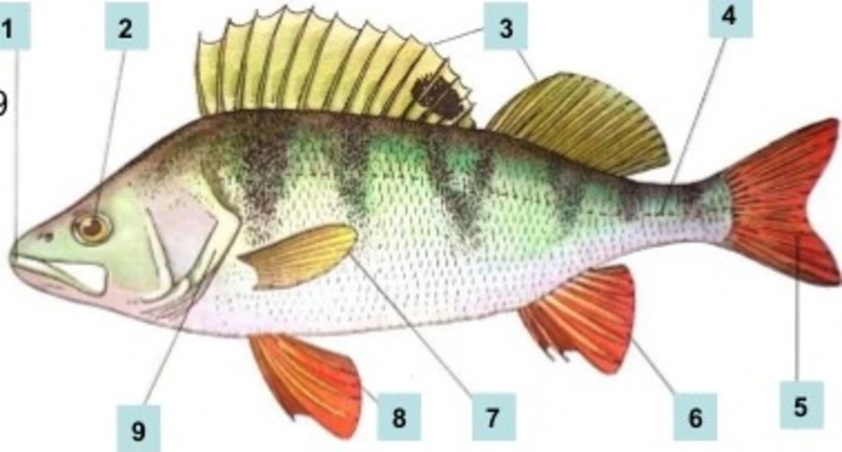 Внешнее строение рыбы 7 класс рисунок