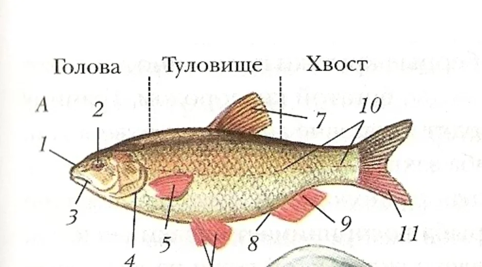 Внешнее строение рыбы 7 класс рисунок