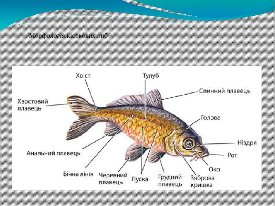 Рыбы биология 2 класс. Внешнее строение рыбы 7 класс биология. Внешнее строение костных рыб 7 класс биология. Строение туловища рыбы. Внешнее строение костных рыб 7 класс.