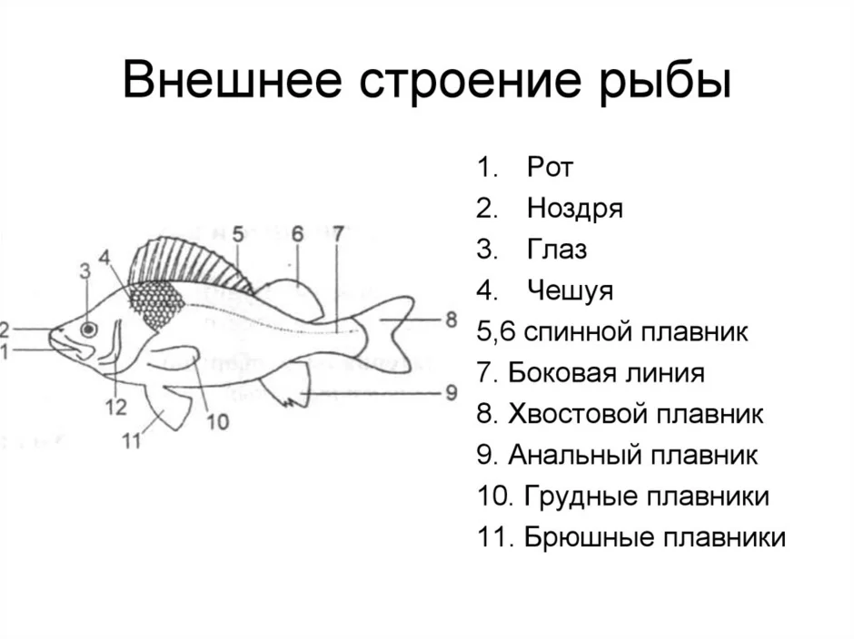 Внутреннее строение рыбы 7 класс рисунок с подписями