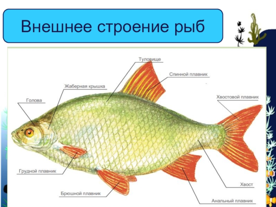 Внешнее строение рыбы рисунок биология 7 класс