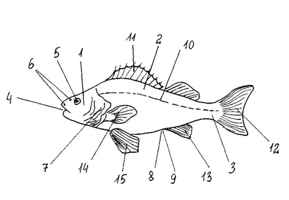 Части рыбы схема для детей