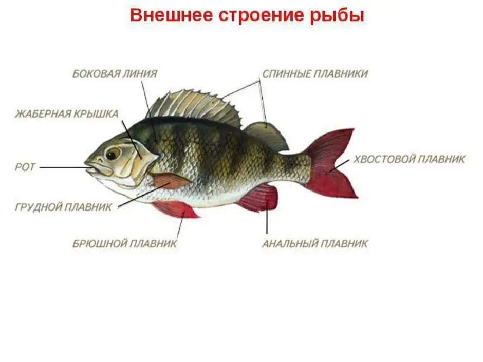 Внешнее строение рыбы рисунок с подписями