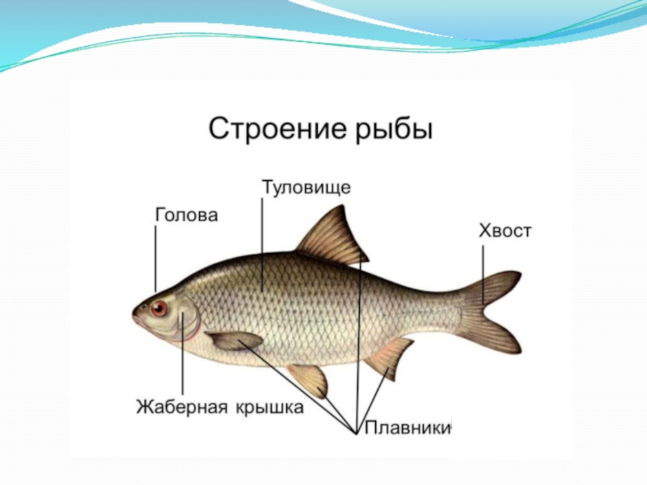 Рыба какой организм. Схема внешнего строения рыбы. Внешнее строение рыбы. Внешешнее строение рыбы. Внешнее строение тела рыбы.