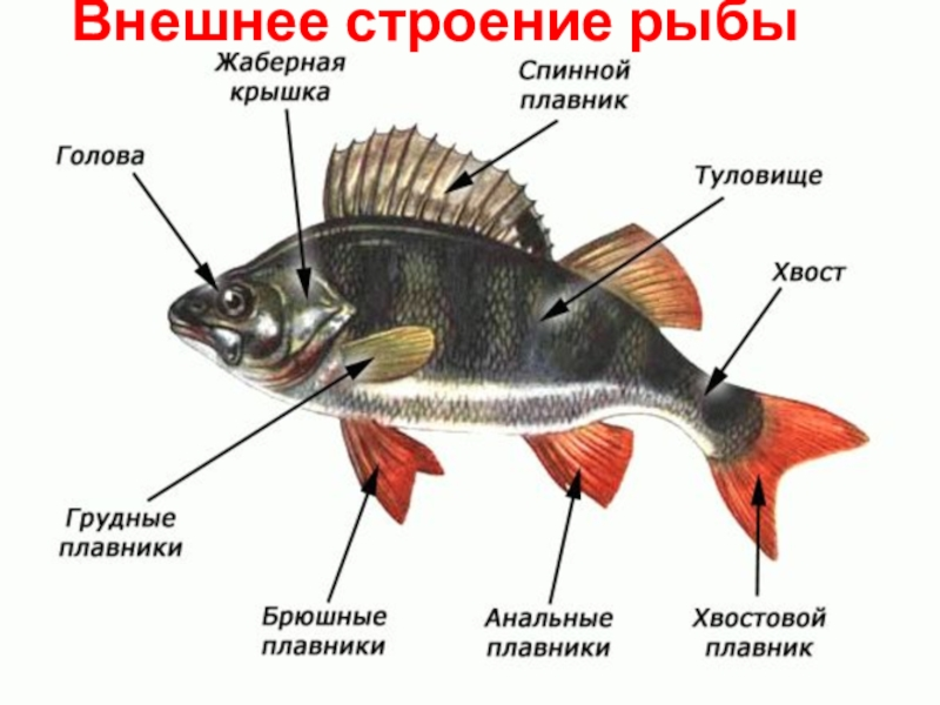 Внешнее строение рыбы 7 класс рисунок