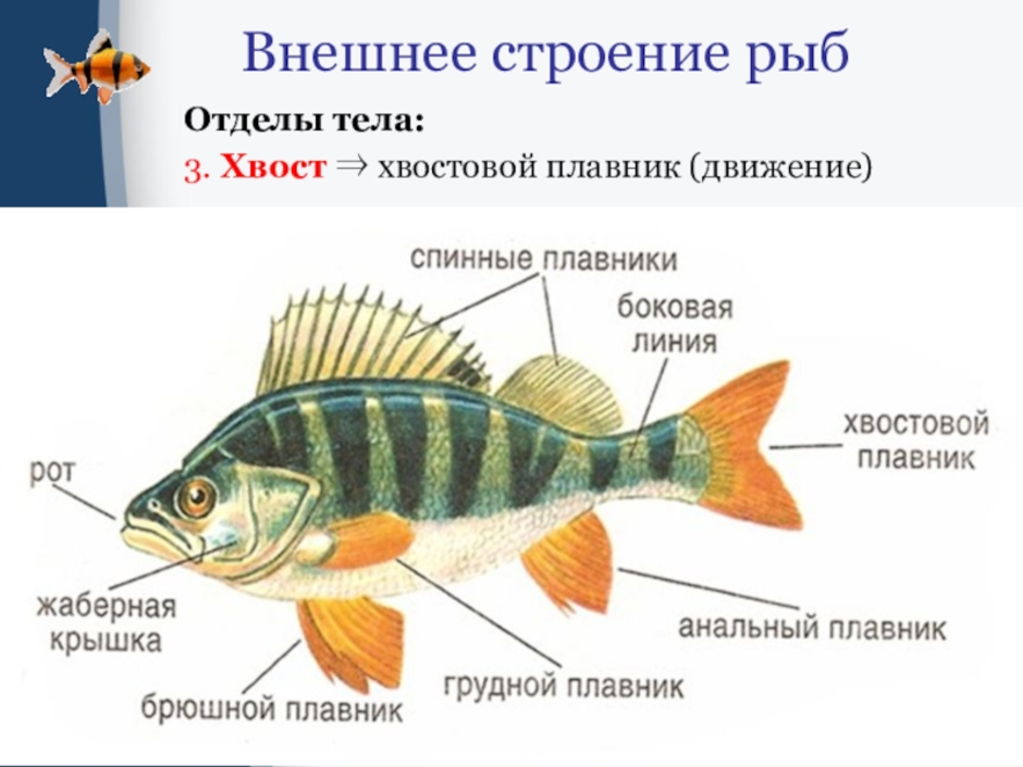 Сколько отделов у рыб