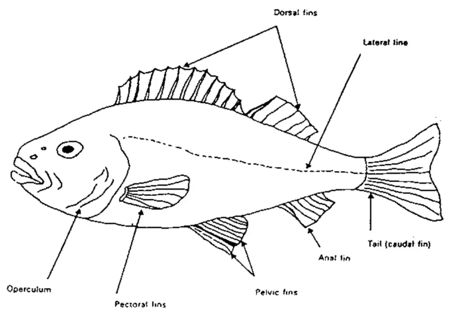 Анатомия рыбы в картинках