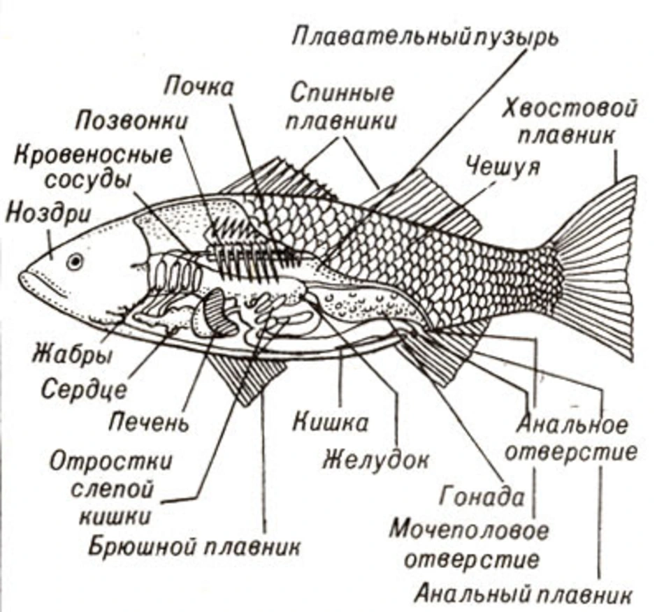 Внутреннее строение карася. Строение речного карася. Схема строения костной рыбы. Внутренне строение речного окуня. Внутреннее строение костной рыбы.