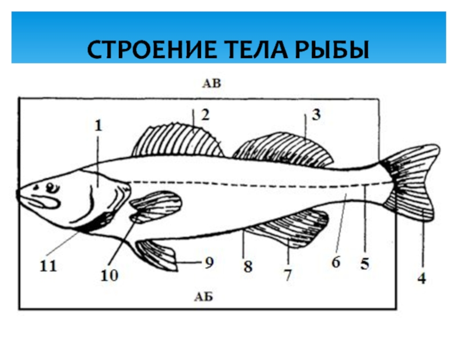 Схема внешнего строения рыбы