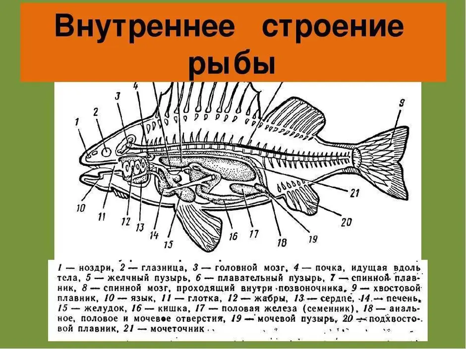 Рыба какой организм. Внутреннее строение костистой рыбы. Наружное строение костной рыбы. Наружное строение речного окуня. Внутренне строение речного окуня.
