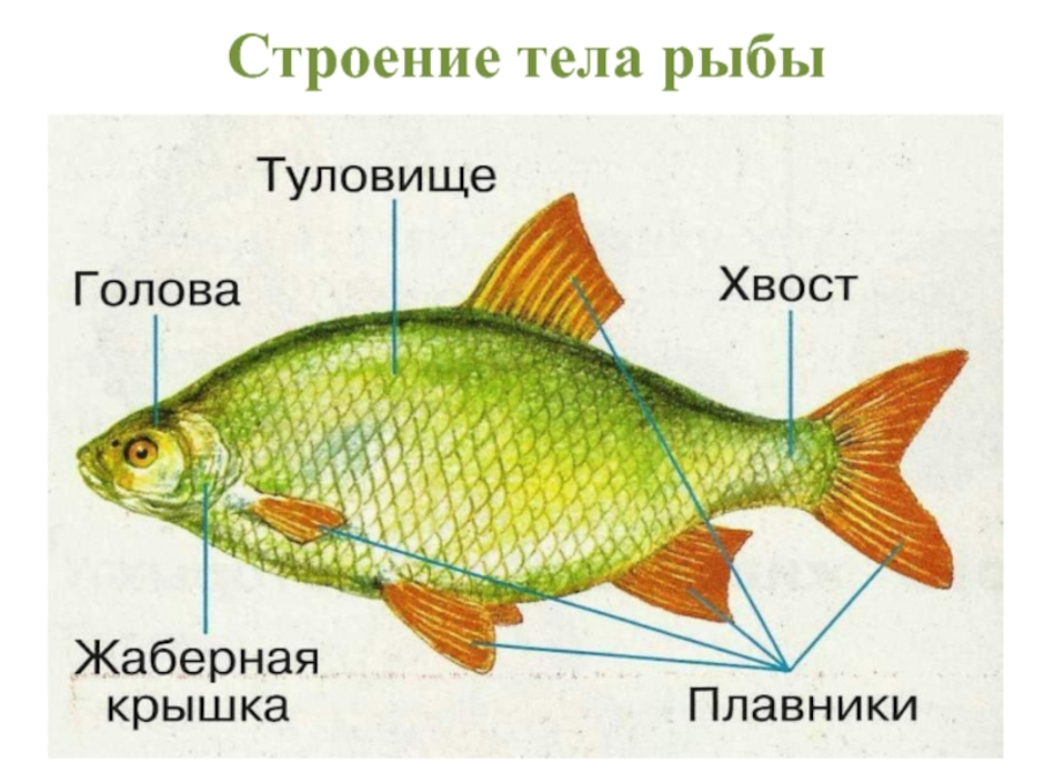 1 класс картинки рыбы