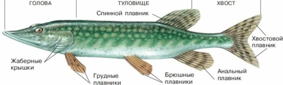 Строение рыбы схема для детей