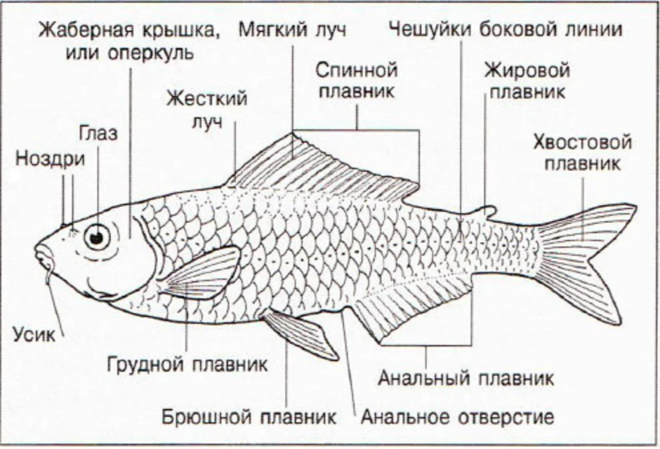 Как расположена чешуя на теле рыбы какое. Внешнее строение рыбы. Схема внешнего строения рыбы. Зарисуйте внешнее строение рыбы. Схема строения рыбы 2 класс.