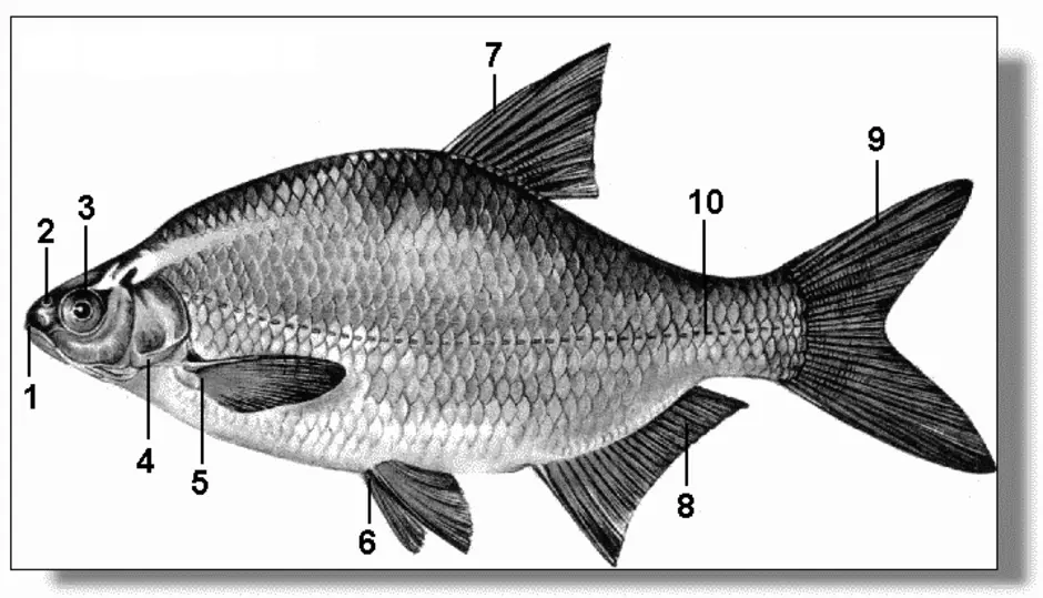 Схема внешнего строения рыбы