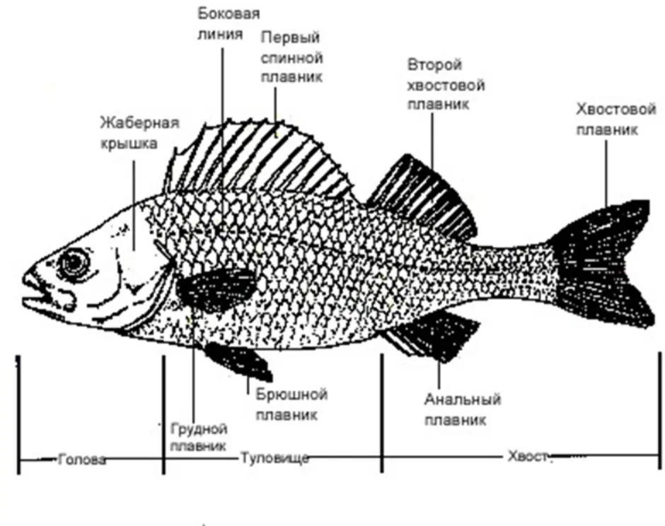 Схема внешнего строения рыбы