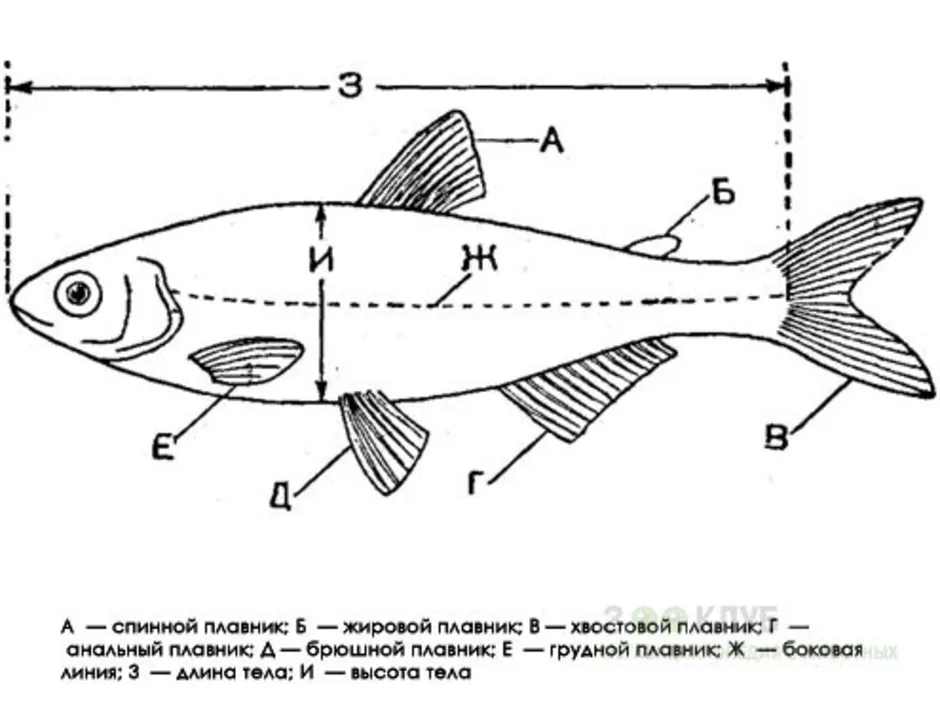 Класс рыбы плавники. Схема внешнего строения рыбы. Внешнее строение аквариумной рыбы. Строение аквариумной рыбки. Внешнее строение аквариумных рыбок.