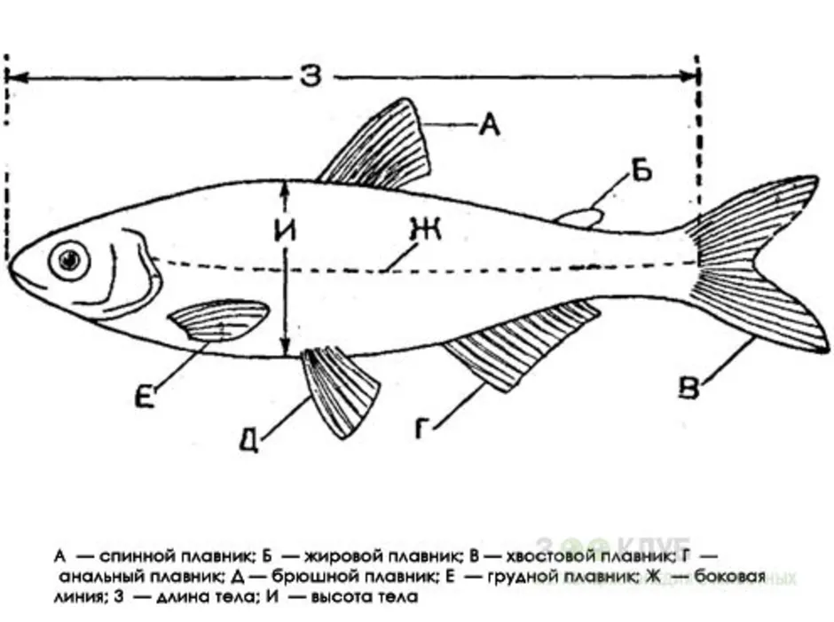 Класс рыбы плавники