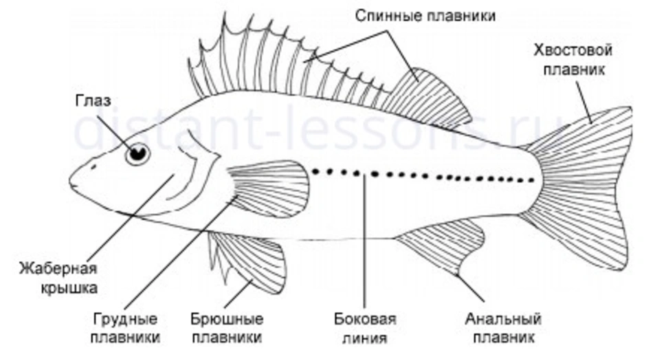 Какие отделы тела имеет рыба. Внешнее строение рыб плавники. Схема внешнего строения рыбы. Плавники рыбы схема. Строение плавников костных рыб.